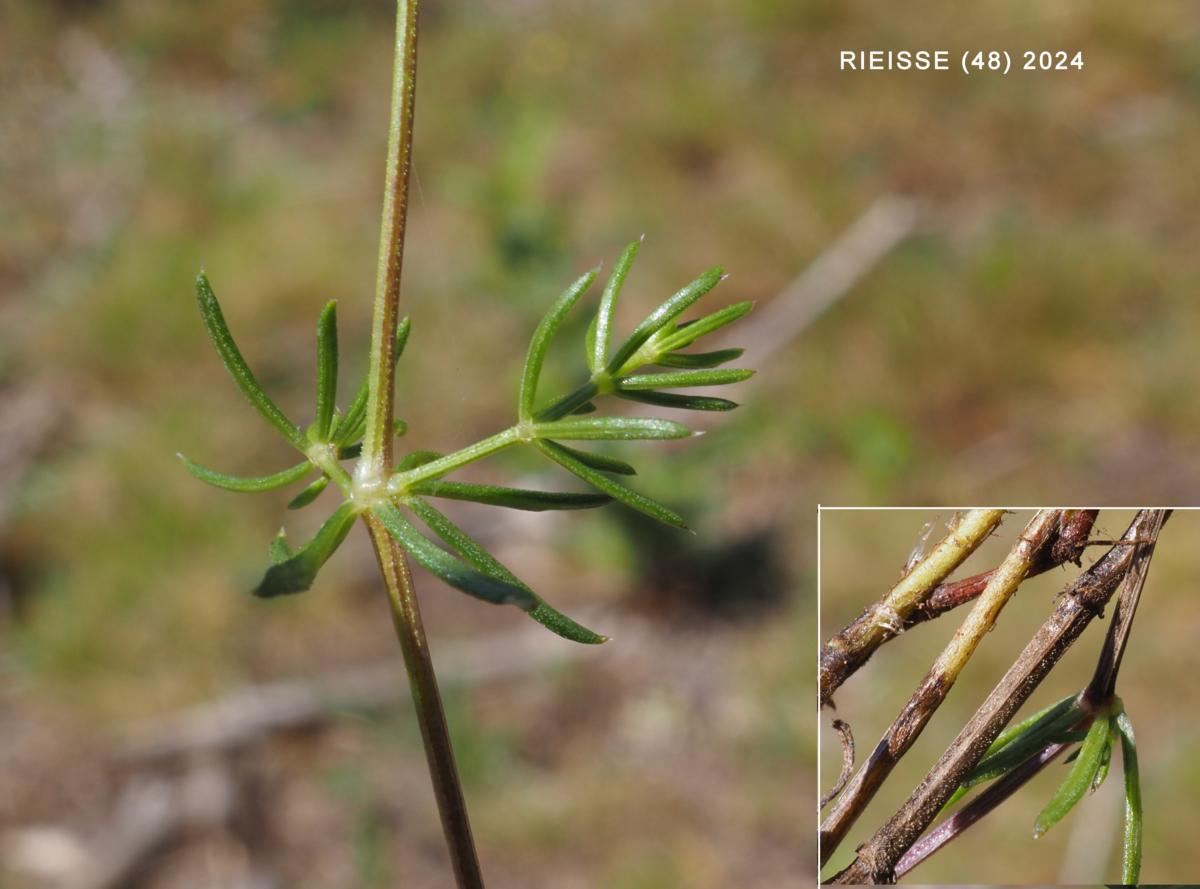 Bedstraw, (asparagus-leafed) leaf